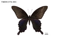 藏品(穹翠鳳蝶)的圖片